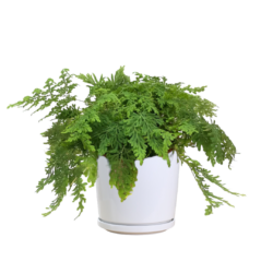 Selaginella Emily