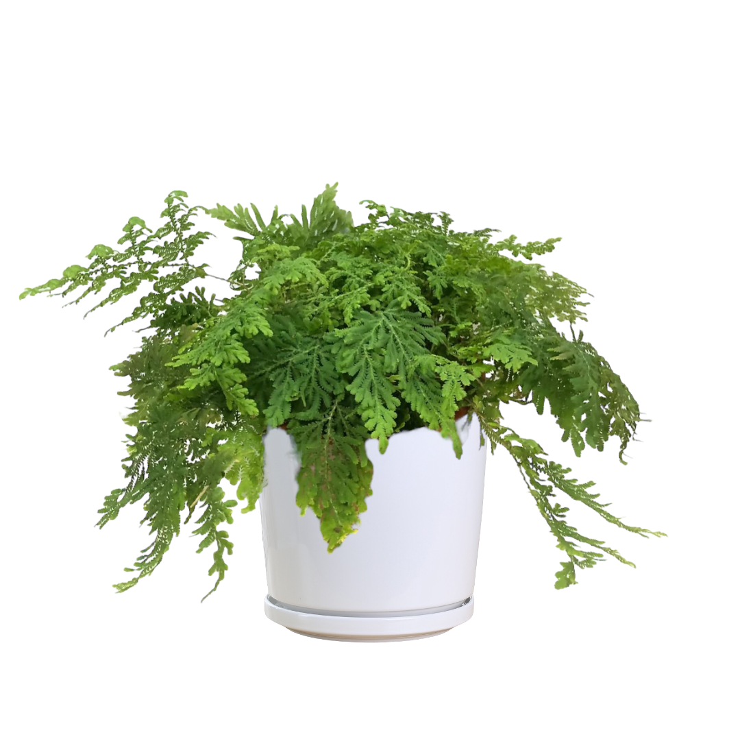 Selaginella Emily