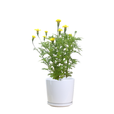 Marigold Tagetes