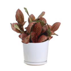Pilea Cadierei (type A)