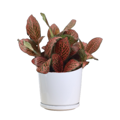 Pilea Cadierei (type A)