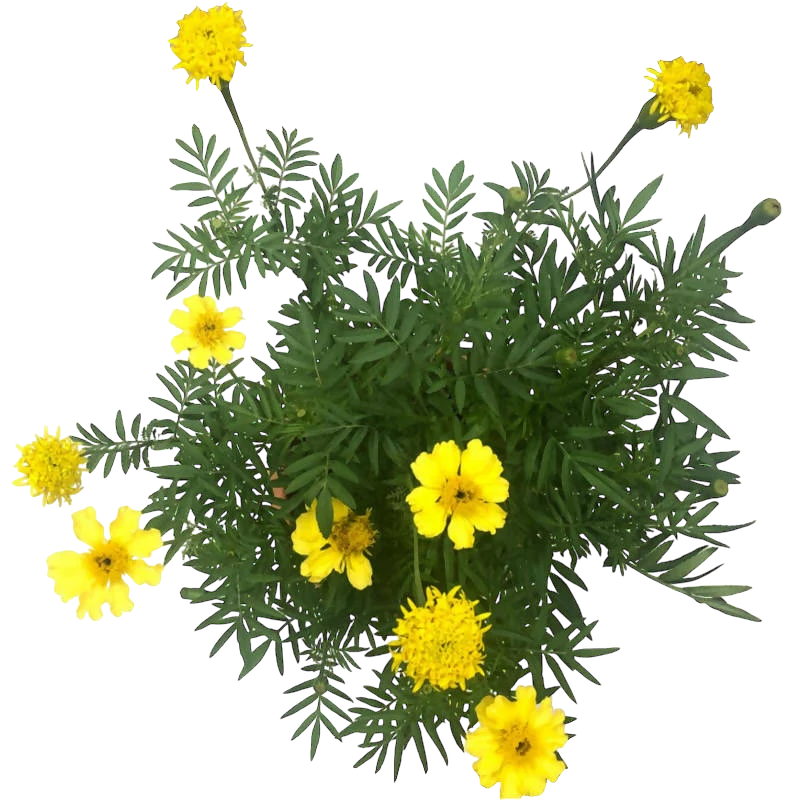 Marigold Tagetes Thai Garden Design