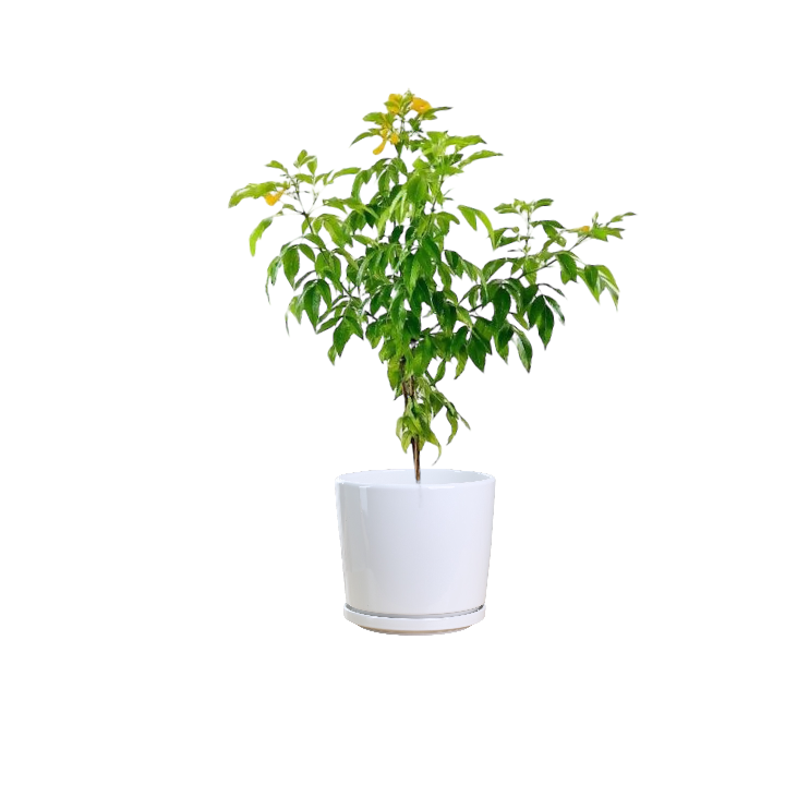 Yellow Elder