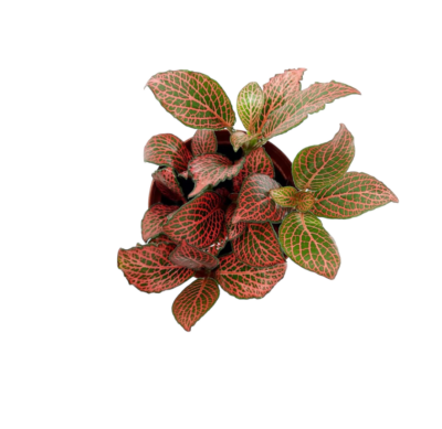 Pilea Cadierei (type A) - Image 2