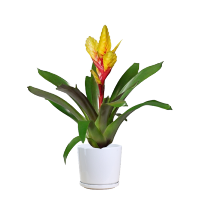 Bromeliad (type AB16)