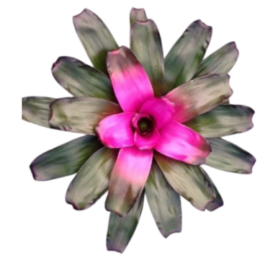Bromeliad (type AB14)
