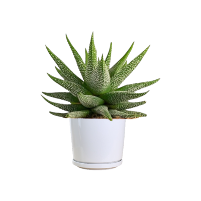 Zebra Cactus