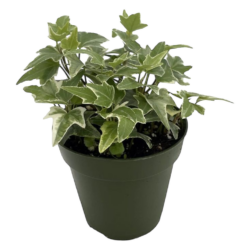 Hedera helix 'Glacier' - English Ivy