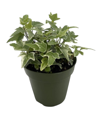 Hedera helix 'Glacier' - English Ivy