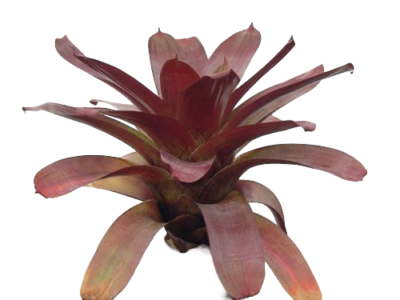 Bromeliad (type AB11)