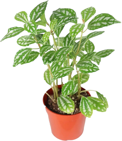 Pilea Cadierei - Image 3