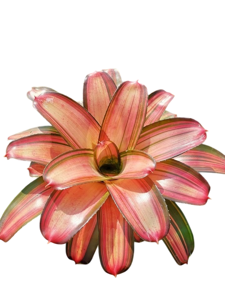 Bromeliad (type AB10)