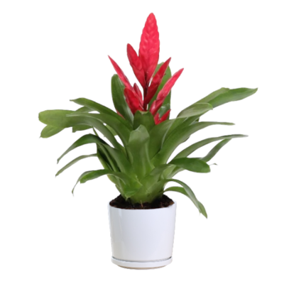 Bromeliad (type AB16) - Image 2