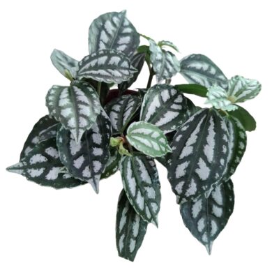 Pilea Cadierei - Image 2