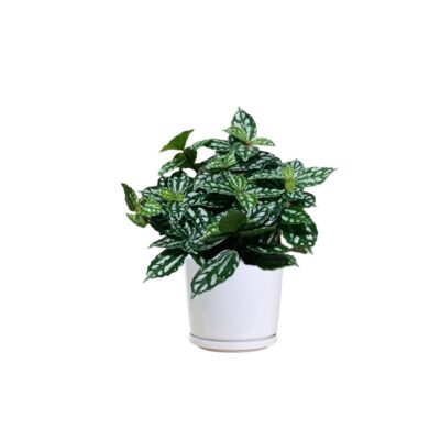 Pilea Cadierei