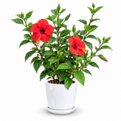 Hibiscus Rosa Sinensis (Red)