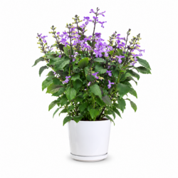 Plectranthus Mona Lavender
