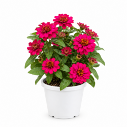 Zinnia (Pink)