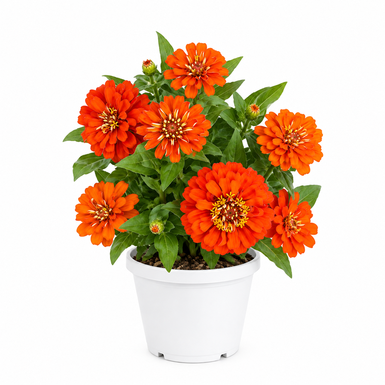 Zinnia (Orange)