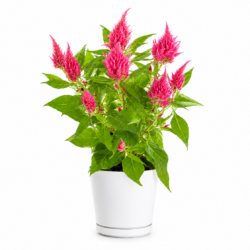 Celosia plumosa ‘Glorious Pink’