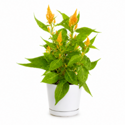 Celosia plumosa ‘Glorious Yellow’