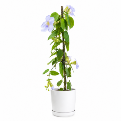 Thunbergia Vine (Purple Fower)