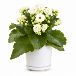 Calandiva Kalanchoe White