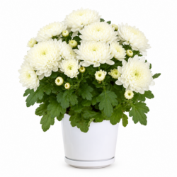 Chrysanthemum (White)