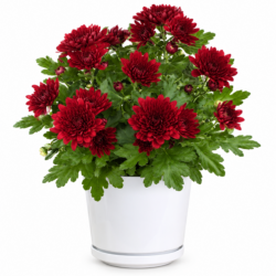 Chrysanthemum Indicum (Red)