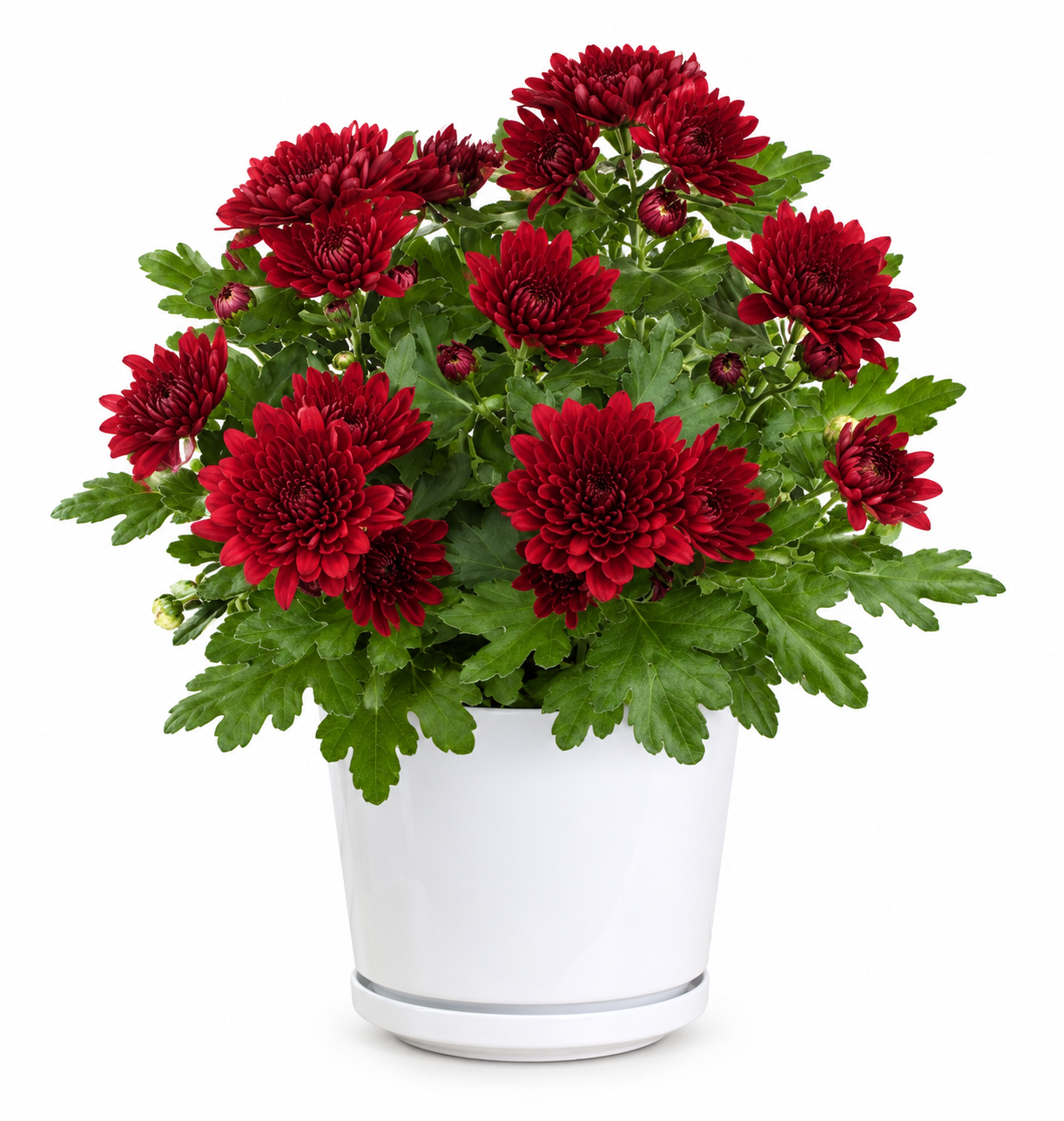 Chrysanthemum Indicum (Red)