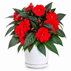 Clockwork® Red – New Guinea Impatiens (Red)