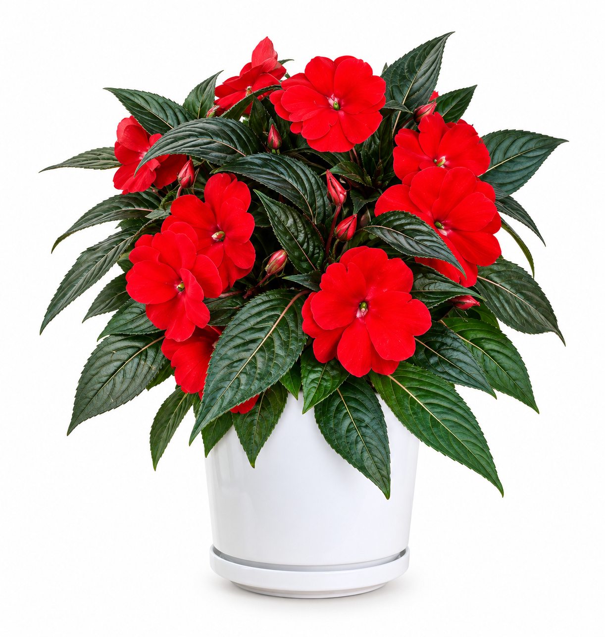 Clockwork® Red – New Guinea Impatiens (Red)
