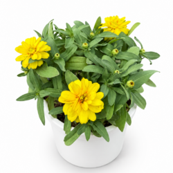 Zinnia (Yellow)