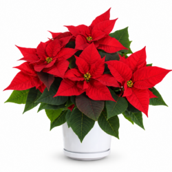 Euphorbia pulcherrima / Christmas Universe