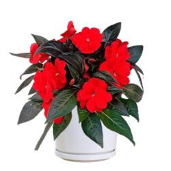 Clockwork Red New Guinea Impatiens