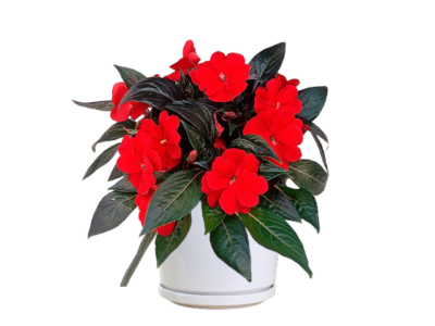 Clockwork Red New Guinea Impatiens