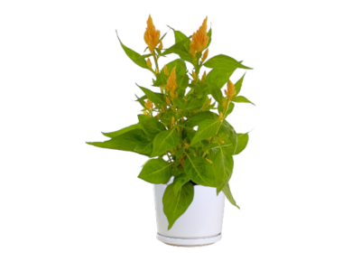 Celosia Plumosa Glorious Yellow