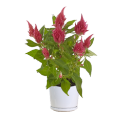 Celosia plumosa Glorious Pink