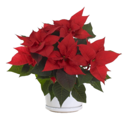 Euphorbia pulcherrima / Christmas Universe