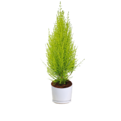 Lemon Cypress