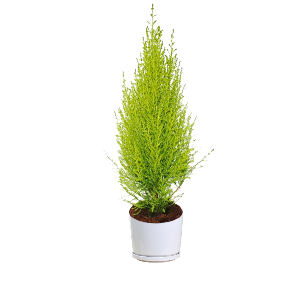 Lemon Cypress