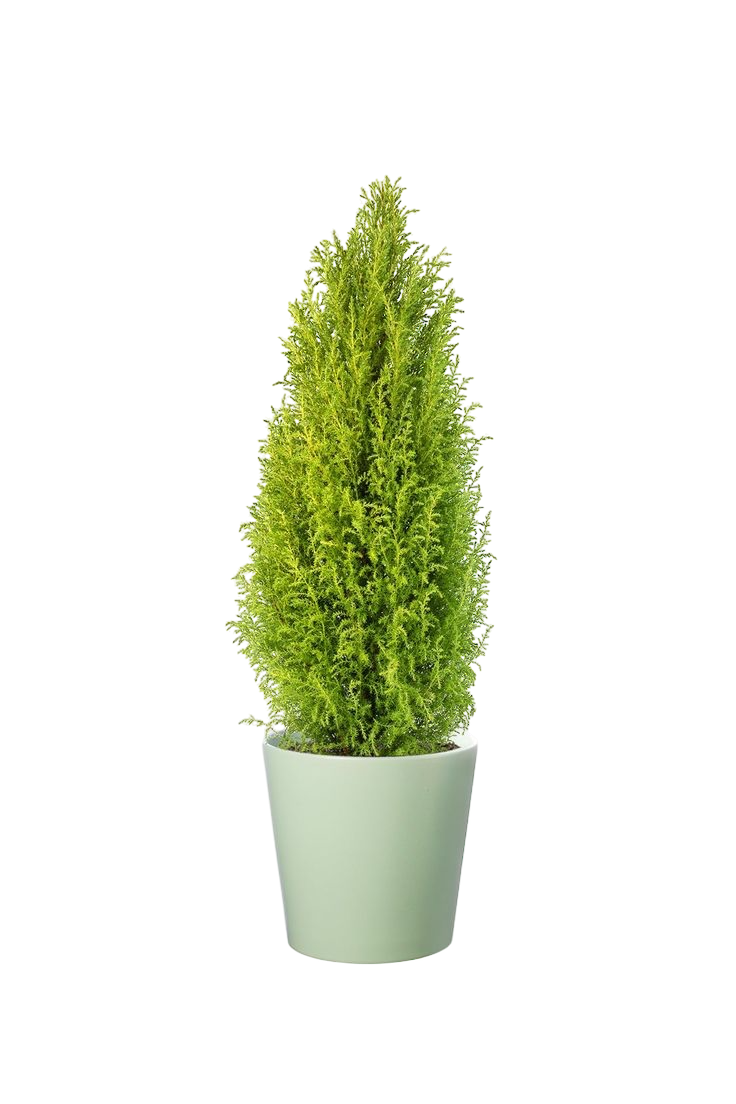 Lemon Cypress - Image 3