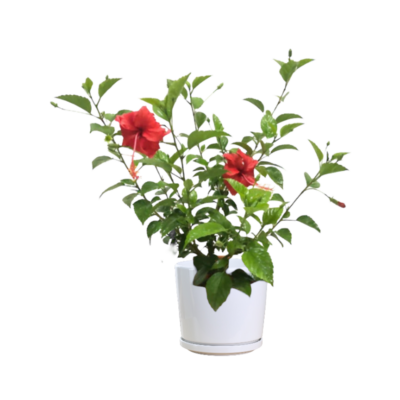 Hibiscus Rosa Sinensis (Red)