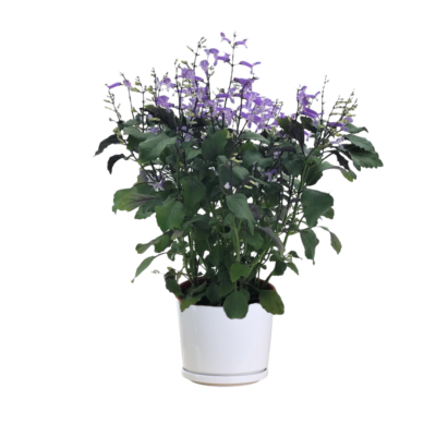 Plectranthus Mona Lavender