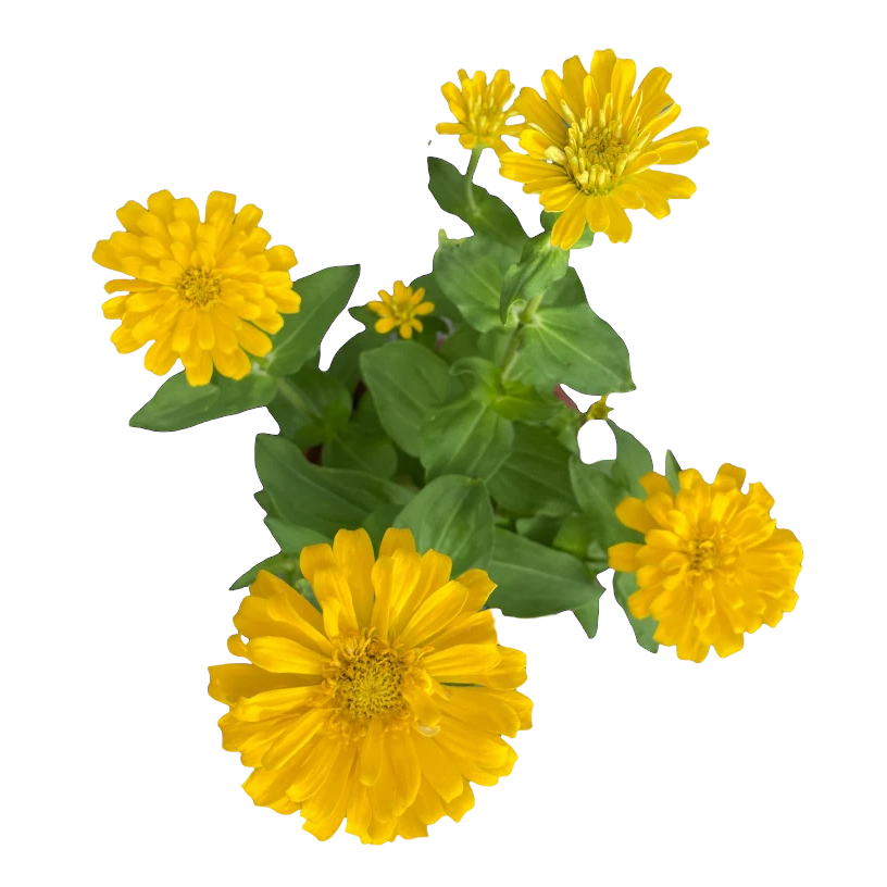 Zinnia (Yellow)