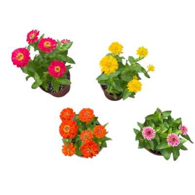 Zinnia (Red) - Image 2