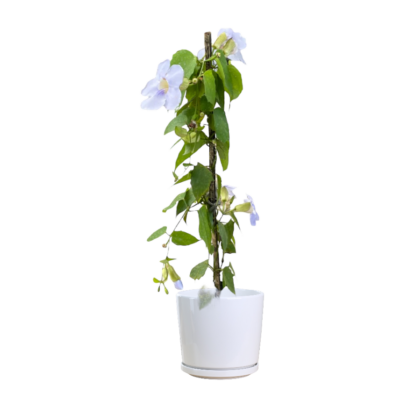 Thunbergia Vine (Purple Fower)
