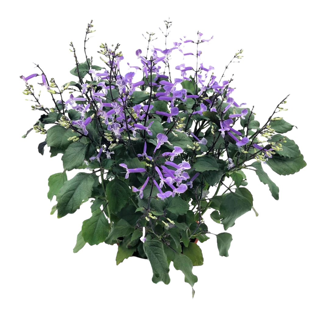 Plectranthus Mona Lavender - Thai Garden Design