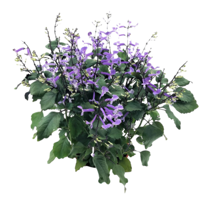 Plectranthus Mona Lavender - Image 2