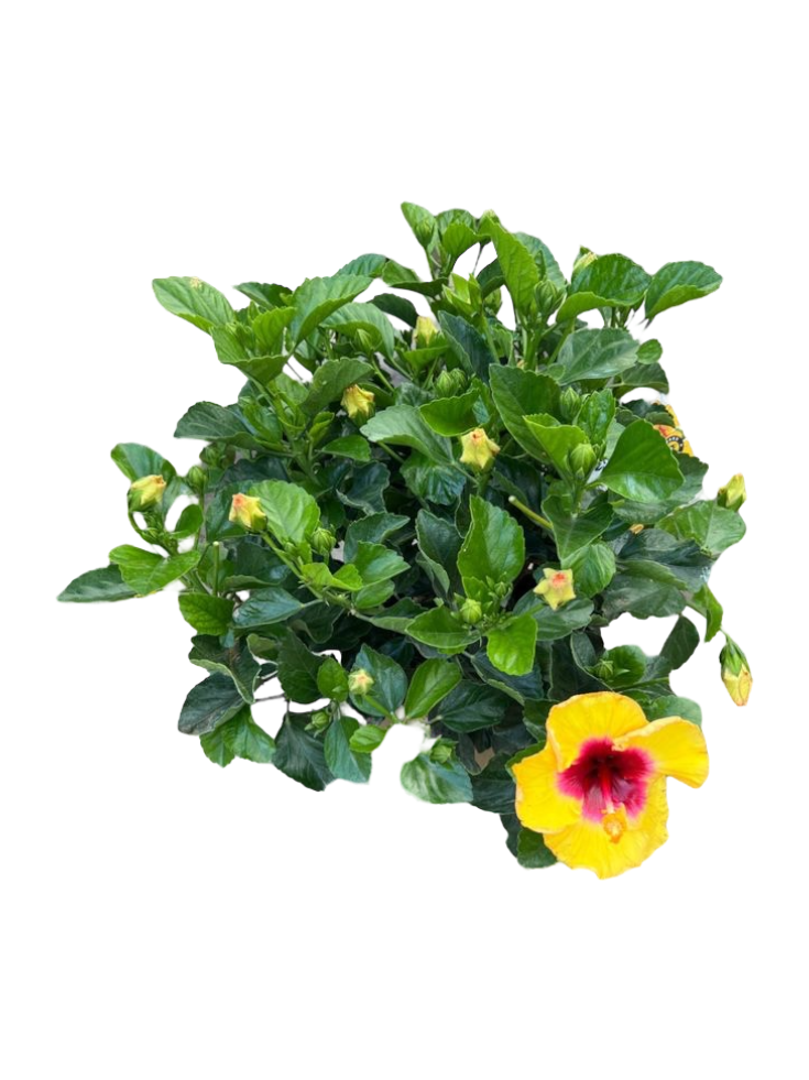 Hibiscus Rosa Sinensis (Yellow) - Thai Garden Design
